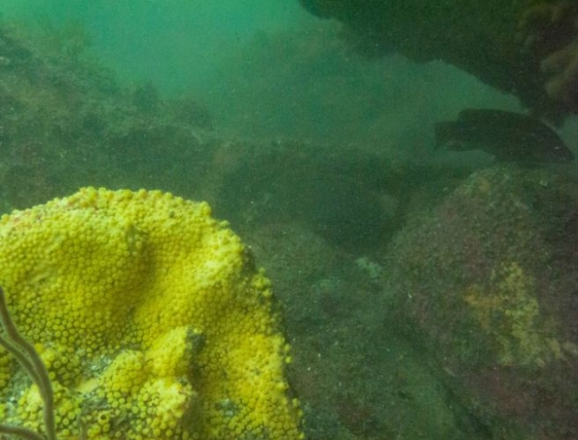  Visitantes bajo el agua.